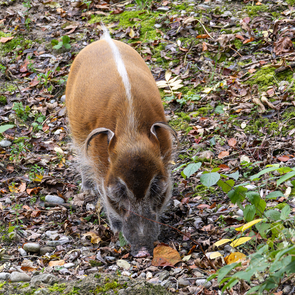 Red river hog, Potamochoerus porcus, also known as the bush pig.