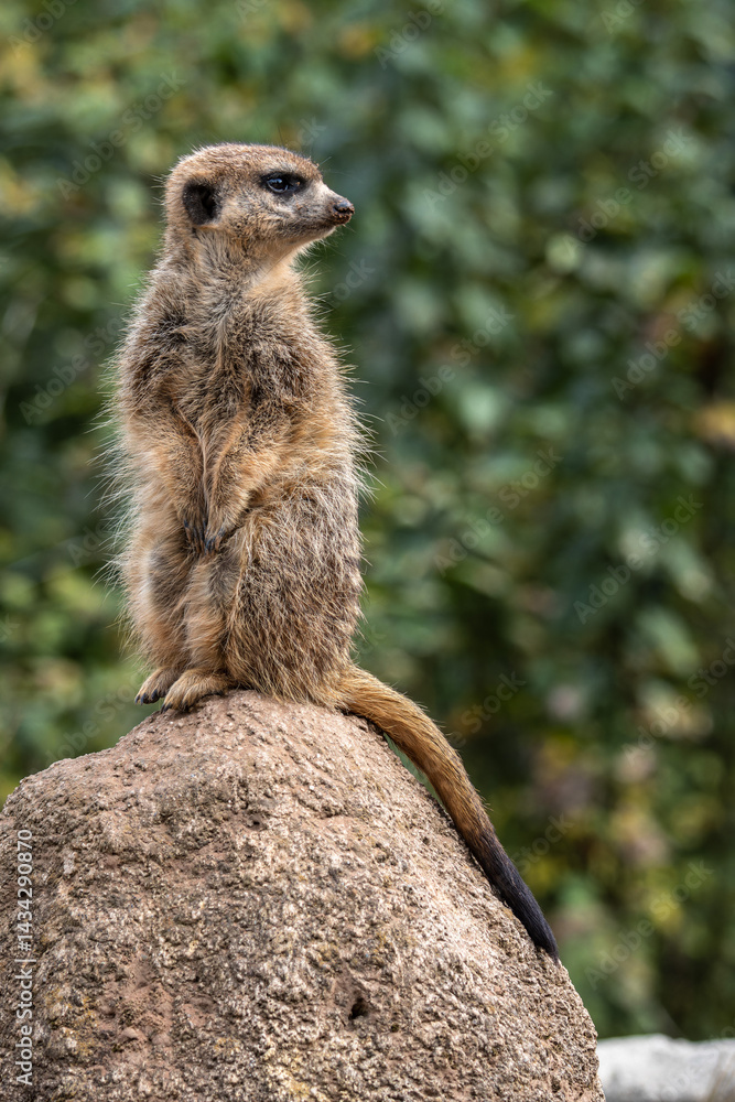 Meerkat, Suricata suricatta sitting on a stone and looking into the distance