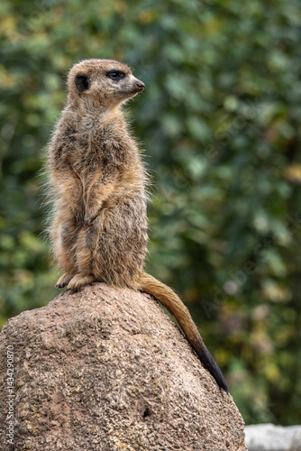 Obraz na płótnie Meerkat, Suricata suricatta sitting on a stone and looking into the distance w salonie