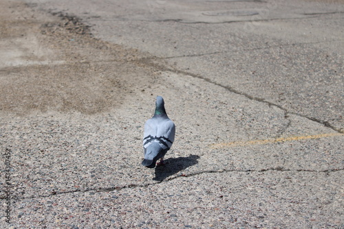 pigeon walking away