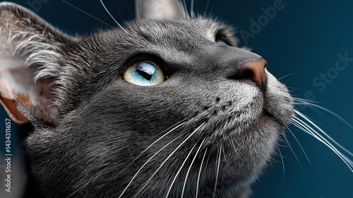 Obraz na płótnie Charming cat gazes upward with curiosity against a solid blue background highlighting its striking features and vibrant eye color w salonie