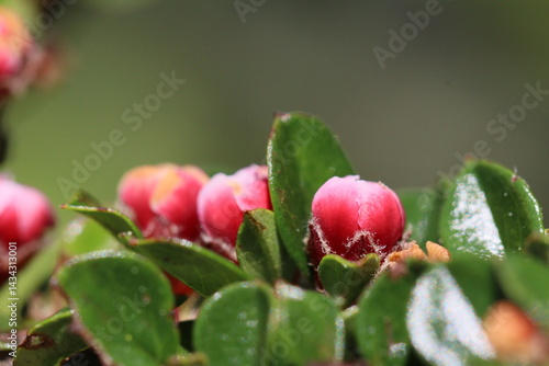April spring in Covilhã Portugal
