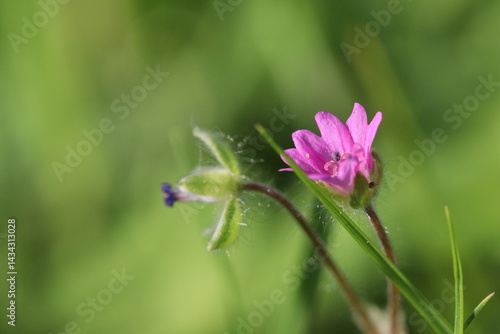 April spring in Covilhã Portugal