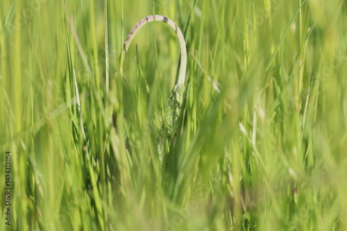 April spring in Covilhã Portugal