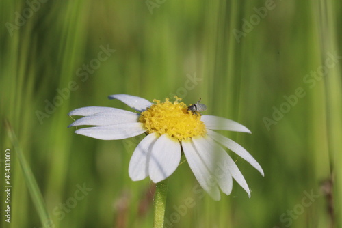 April spring in Covilhã Portugal