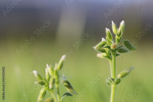 April spring in Covilhã Portugal