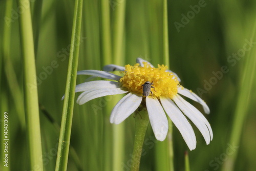 April spring in Covilhã Portugal