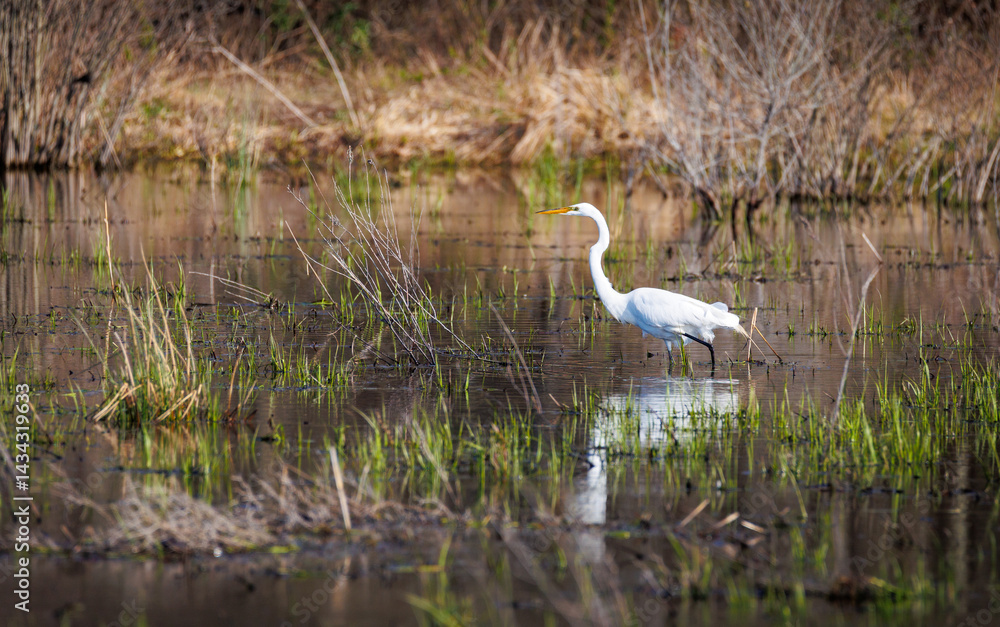 Obraz premium Great Egret wading in a pond