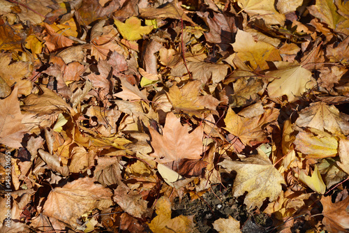 Ground covered with a layer of dry leaves in warm autumn tones