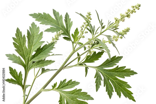 Artemisia vulgaris isolated on white background