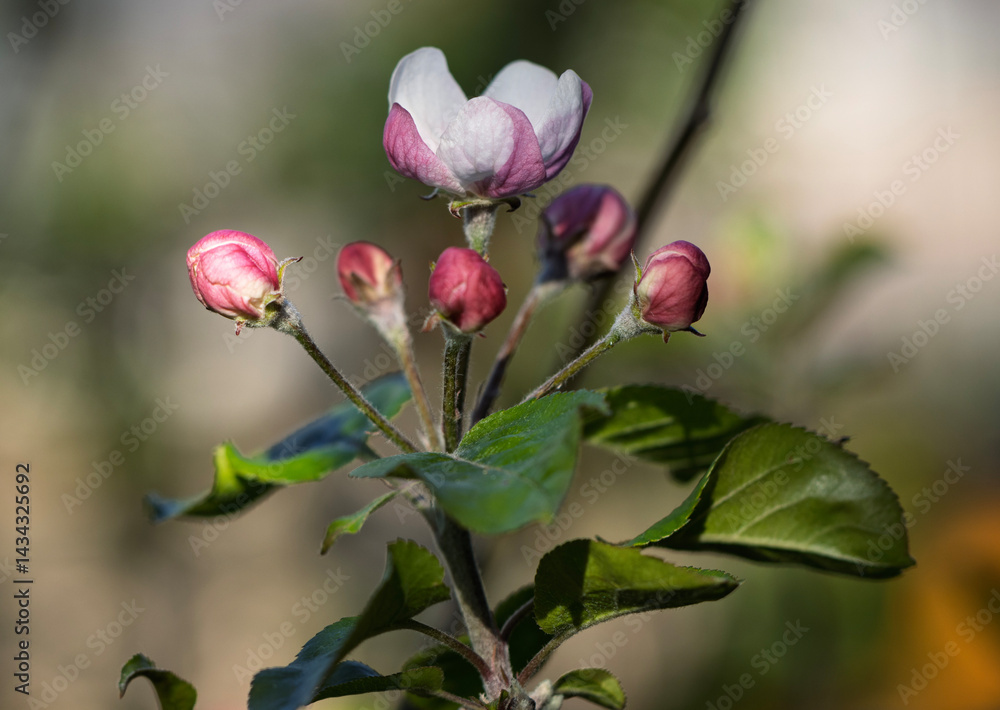 Obraz premium A cluster of apple blossom buds, likely from a Malus species, displaying their delicate beauty. The tightly closed buds, a mix of pink and white, are clustered at the ends of slender stems.