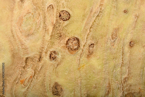 Obraz na płótnie A close-up shows the textured, pale tan surface of a celery root with small rootlets and earthy imperfections w salonie