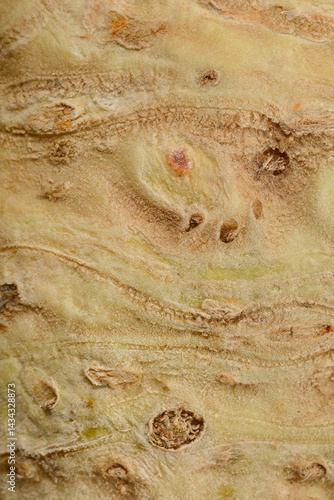 Obraz na płótnie A close-up shows the textured, pale tan surface of a celery root with small rootlets and earthy imperfections w salonie