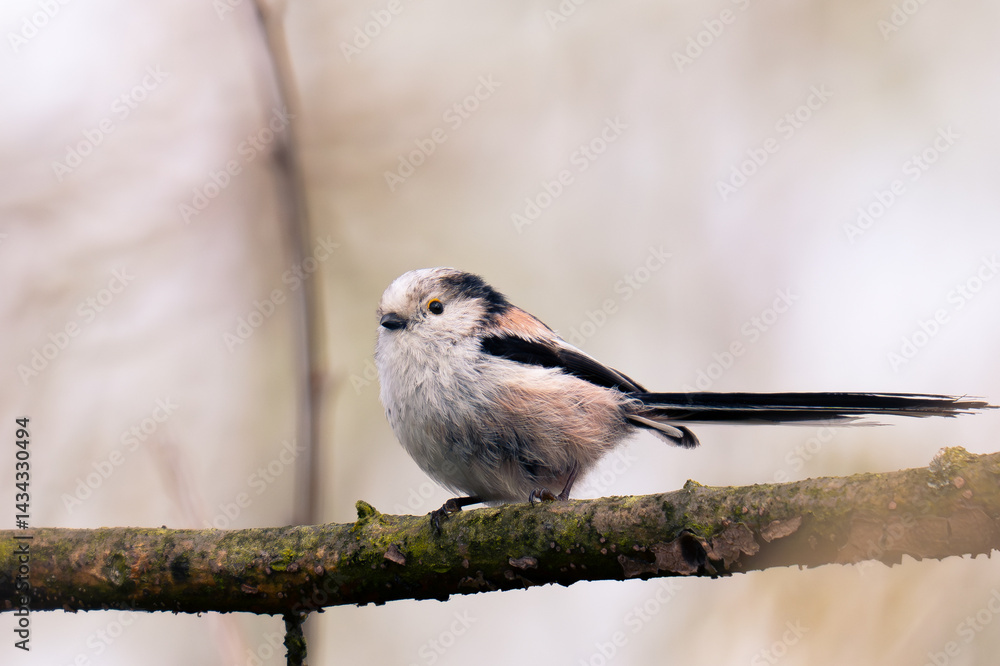 Naklejka premium Aegithalos caudatus. Early morning among white flowers
