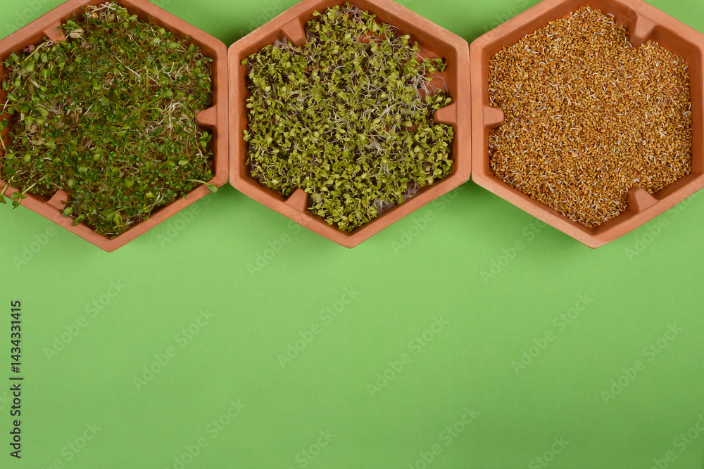 A top-down view shows three terracotta hexagonal containers arranged horizontally from left to right, filled with a mix of mung bean, radish, and alfalfa sprouts, radish sprouts, and alfalfa sprouts,