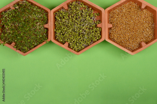 Obraz na płótnie A top-down view shows three terracotta hexagonal containers arranged horizontally from left to right, filled with a mix of mung bean, radish, and alfalfa sprouts, radish sprouts, and alfalfa sprouts, w salonie