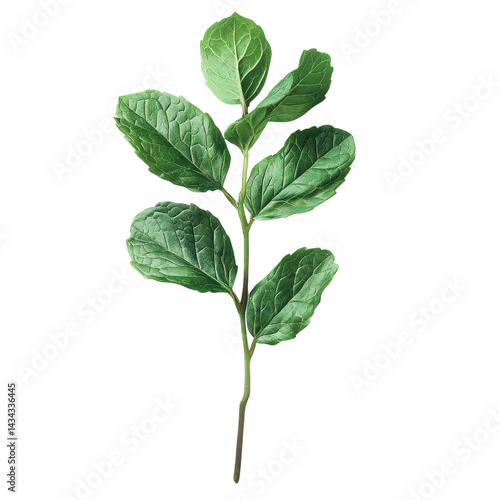 green mint leaves png Isolated on white transparent background
