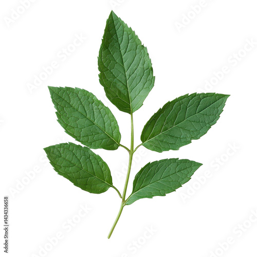 green mint leaves png Isolated on white transparent background