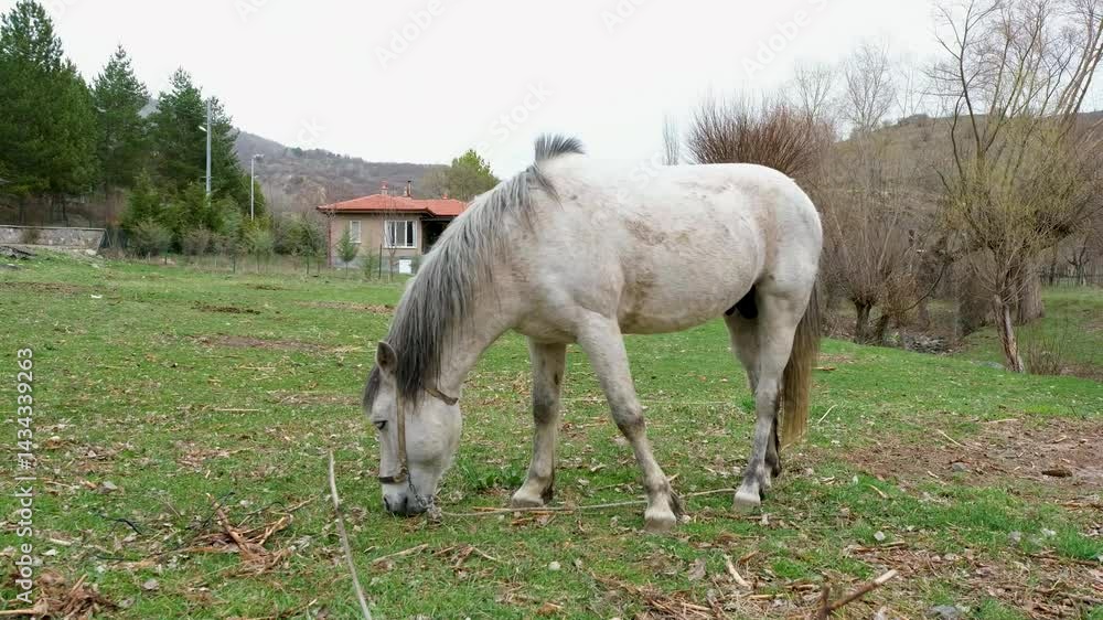 White Horse Grazing in a Peaceful Countryside Meadow White Horse Grazing in a Peaceful Countryside Meadow
