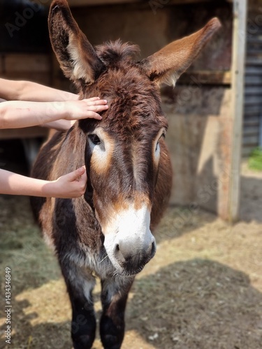 Children Gently Stroking a Friendly Donkey in the Sunshine at a farm