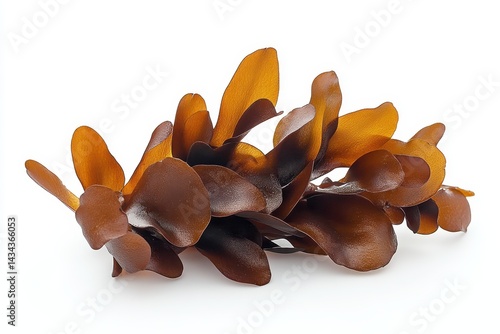 Brown seaweed including Fucus vesiculosus and rockweed isolated on white