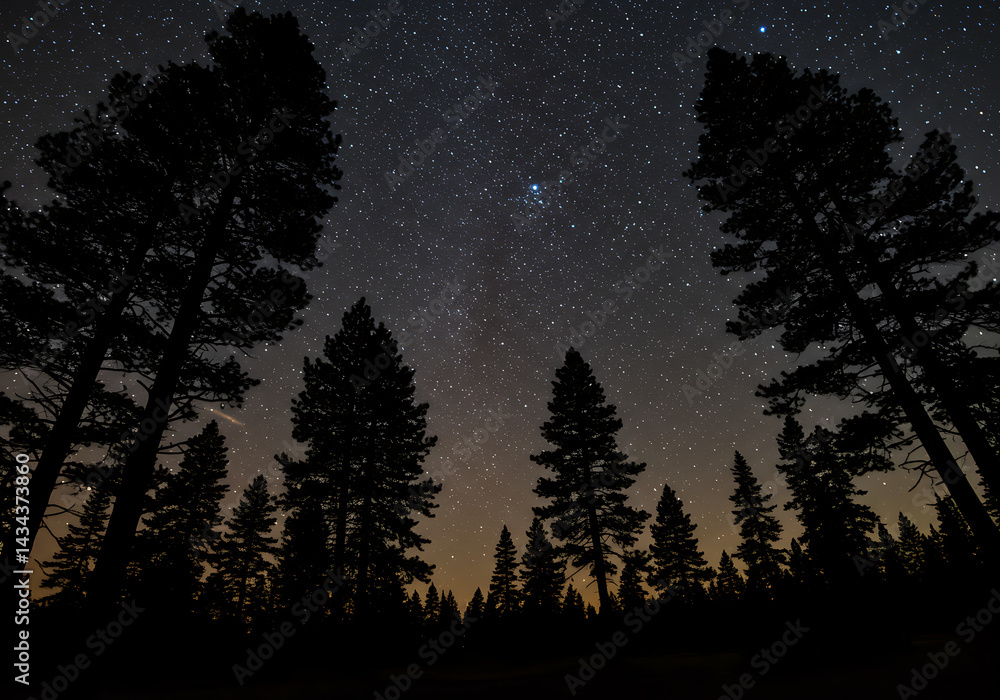 Fototapeta premium Night Sky Photography: Starry Night over Silhouetted Trees