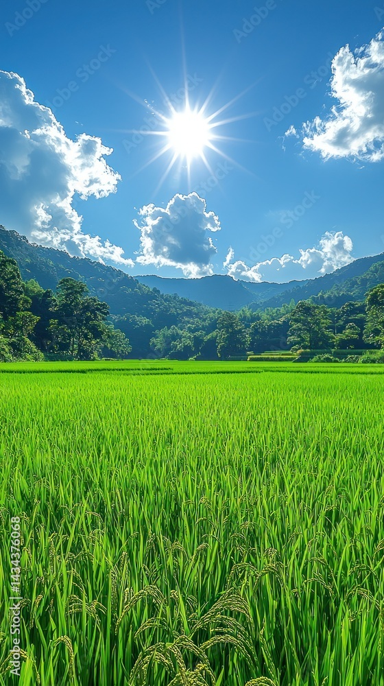 Verdant fields under a brilliant sun and cloudy sky Verdant fields under a brilliant sun and cloudy sky