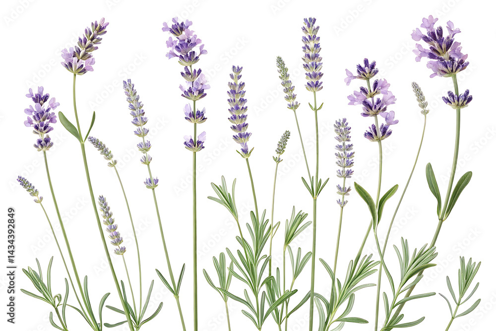 Naklejka premium Mona and Lavender PNG 