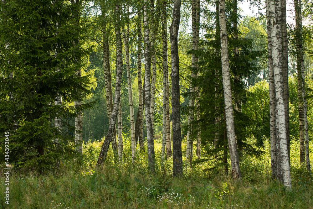 Wild forest landscape in summer. A sunny birch grove with a few fir trees. Forest nature background. Wild forest landscape in summer. A sunny birch grove with a few fir trees. Forest nature background.
