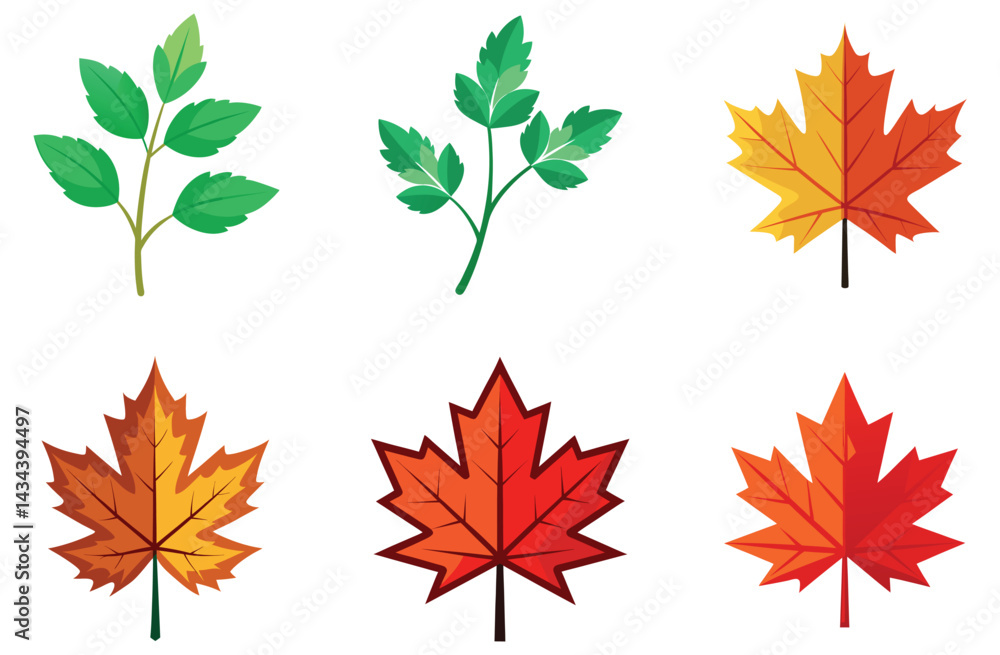 A vibrant set of maple leaves, showcasing the orange and yellow colors of the fall season, isolated on white A vibrant set of maple leaves, showcasing the orange and yellow colors of the fall season, isolated on white