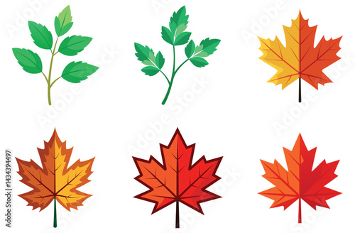A vibrant set of maple leaves, showcasing the orange and yellow colors of the fall season, isolated on white
