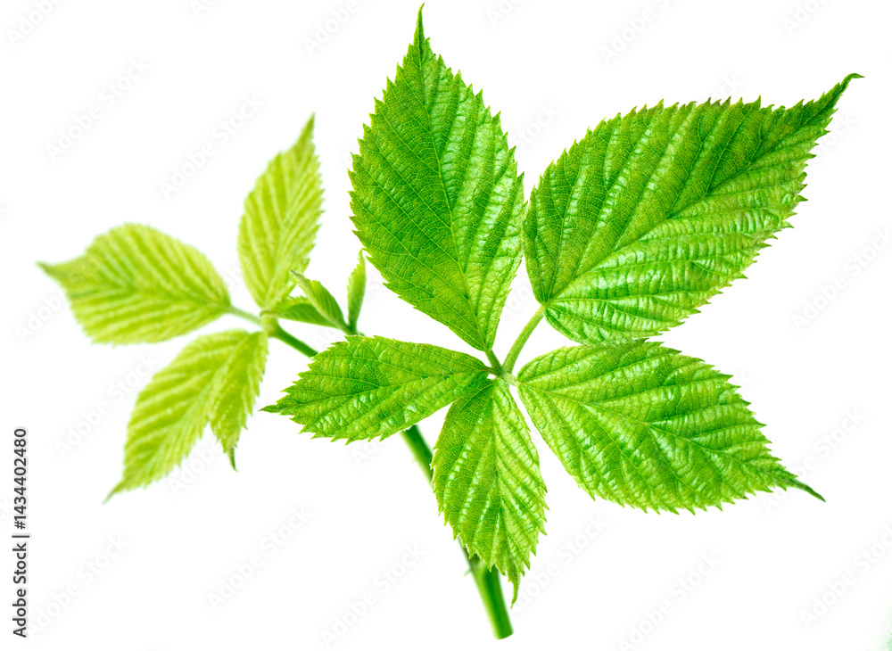Blackberry leaf. Fresh blackberry sprig with leaves isolated on white background. Blackberry leaf. Fresh blackberry sprig with leaves isolated on white background.