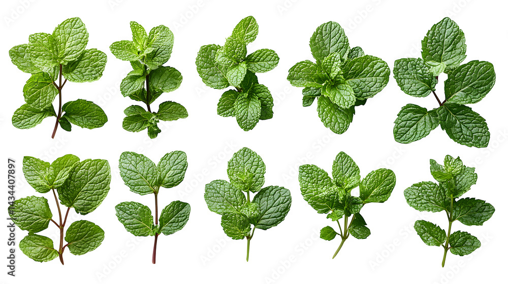 Mint leaves, isolated on white background Mint leaves, isolated on white background