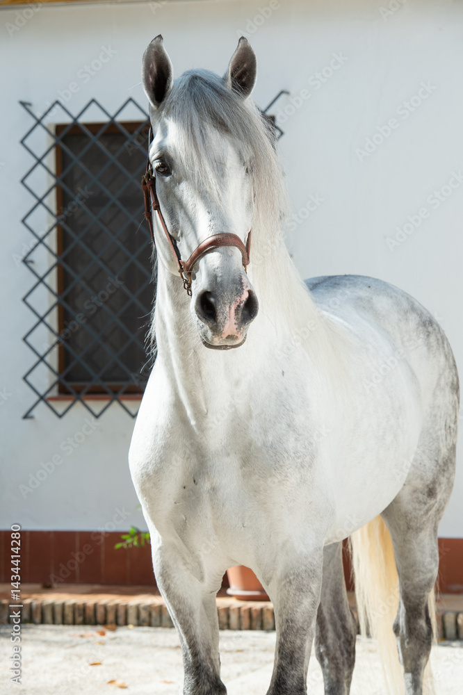 portrait of Andalusian white stallion against authentic spanish white building. close up