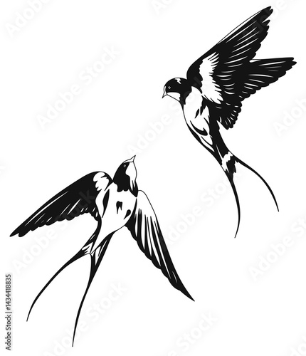 Illustration of two graceful swallows in flight, drawn in black and white style with expressive lines and emphasis on the dynamics of movement, on a transparent background