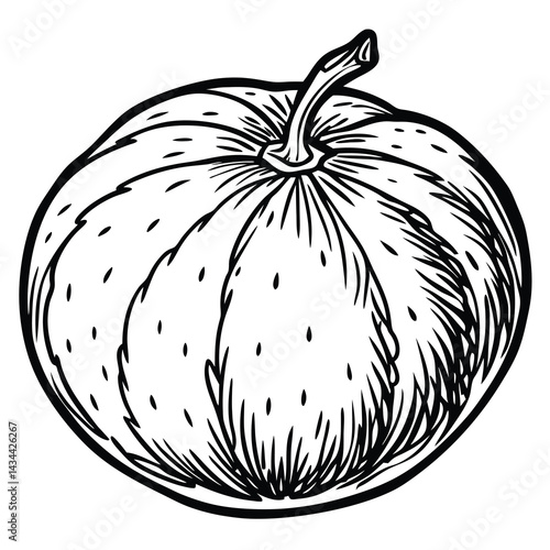 Hand-drawn pumpkin illustration
