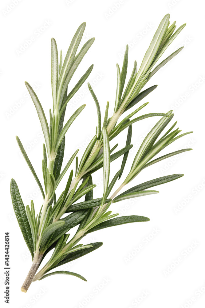 seamless pattern with rosemary leaves seamless pattern with rosemary leaves