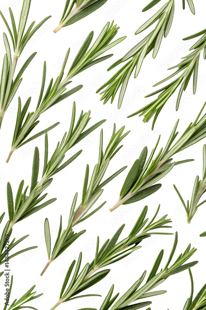 Fototapeta premium seamless pattern with rosemary leaves