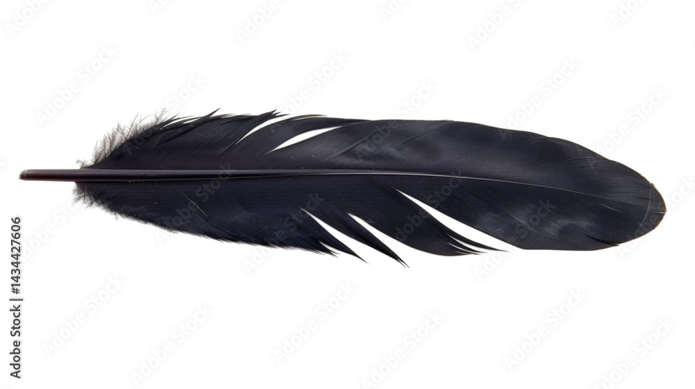 Sleek black feather with soft texture isolated on a white background Sleek black feather with soft texture isolated on a white background