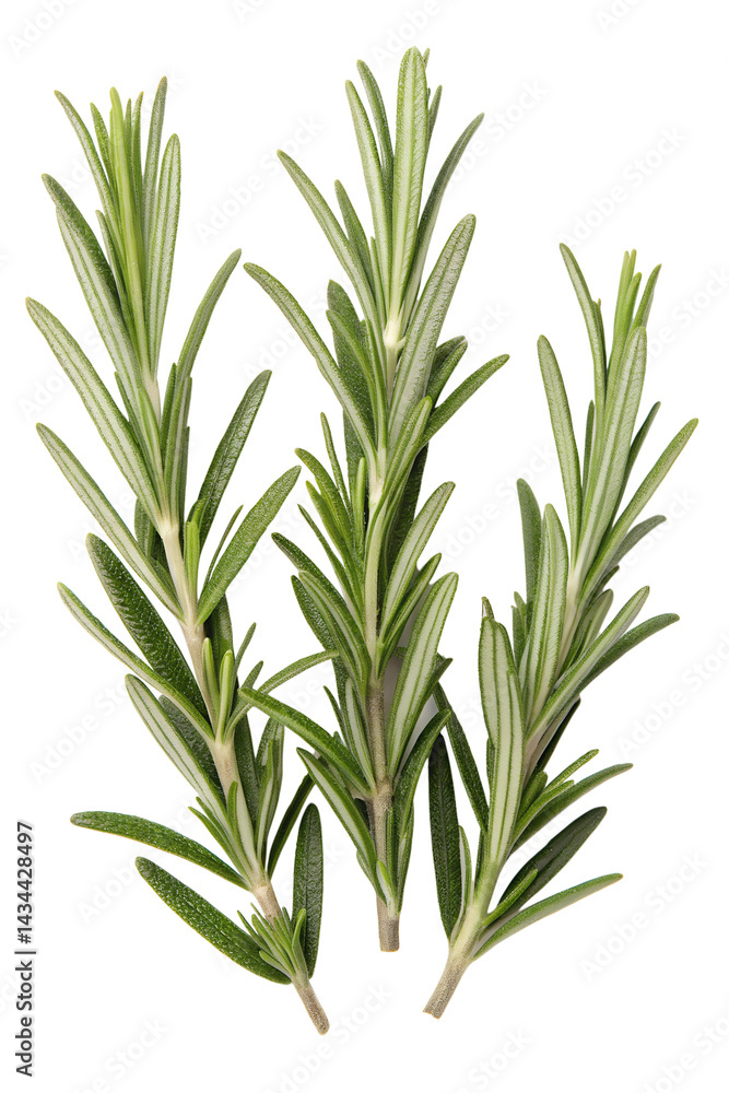 Fototapeta premium rosemary isolated on white background
