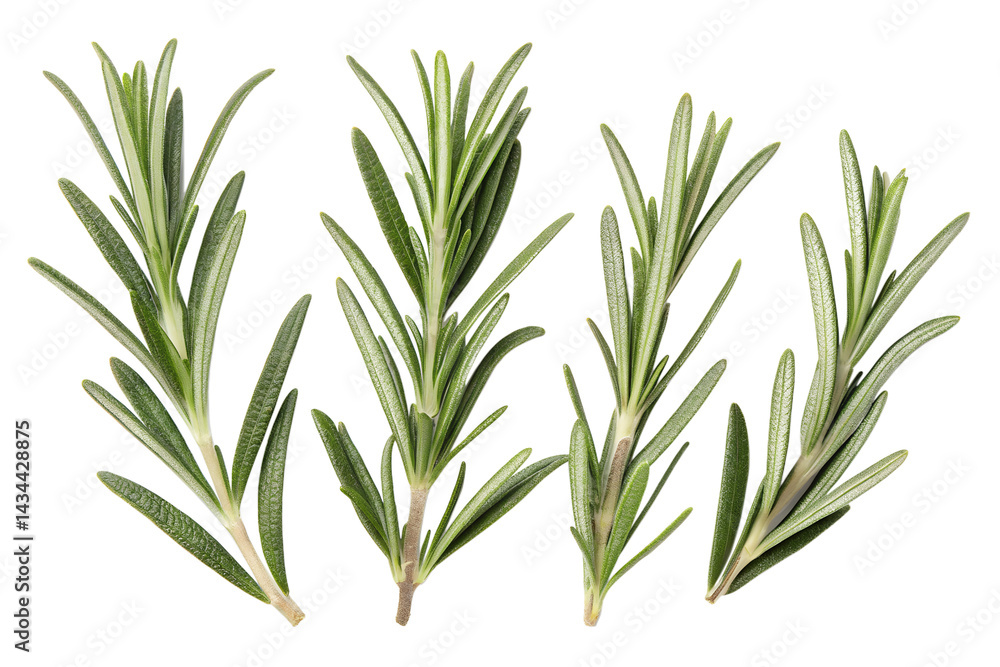Fototapeta premium rosemary isolated on white background