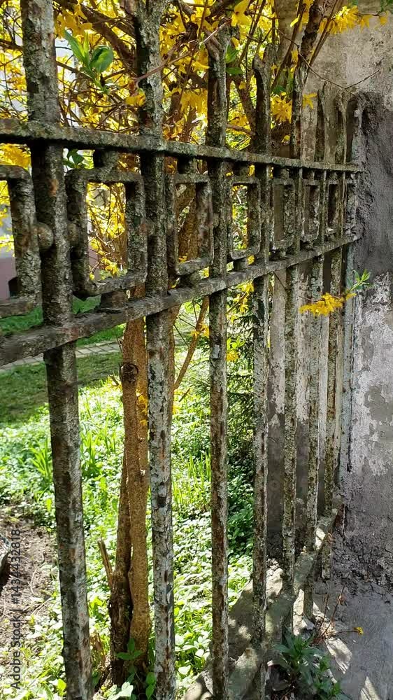 old fence, rusty peeling metal fence of antique forging, old fence, rusty peeling metal fence of antique forging,