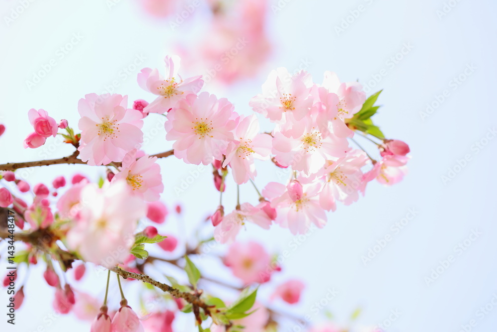 淡いピンクの思川桜のクローズアップ 青空背景 淡いピンクの思川桜のクローズアップ 青空背景