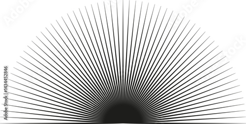 Semicircular shape with long regular rays radiating outward.
