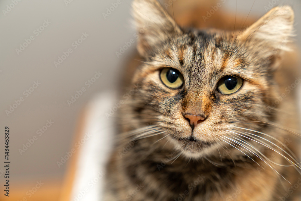 Obraz premium Domestic animal pet tabby cat potrait. Expressive eyes, fluffy fur. Cat Lover, Pet friendship, pet ownership, pets friendly and care concept. Calm and relaxed pet happy.