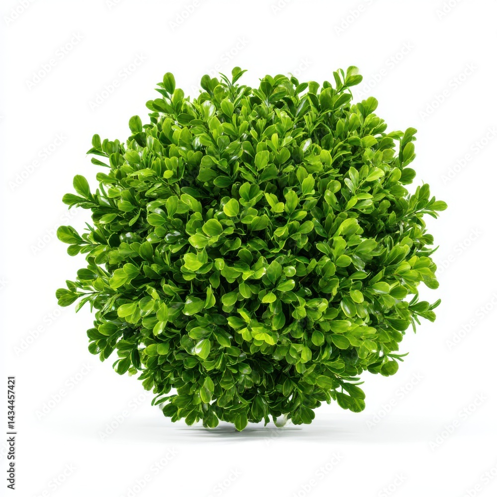 Obraz premium Green boxwood topiary ball isolated on white background photo
