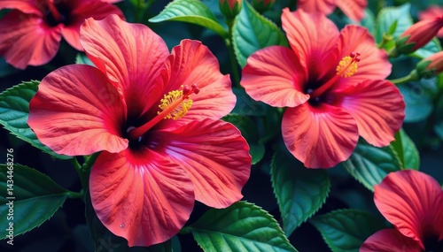Wallpaper Mural Bold tropical hibiscus, vibrant colors, large scale repeat, bold, vivid, polynesian Torontodigital.ca