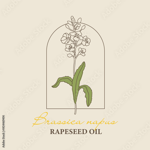 Vector hand painted rapeseed flower plant illustration. Modern simple outline icons, hand drawn sketch, modern simple logo design