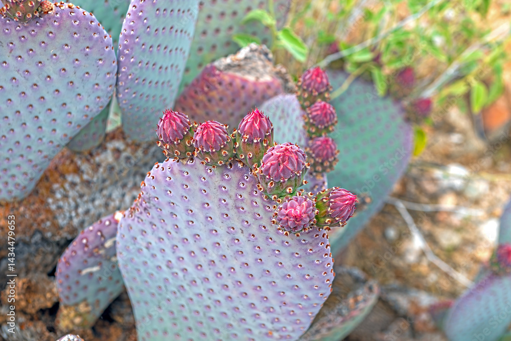 Prickly Pear Cactus Getting Ready to Bloom