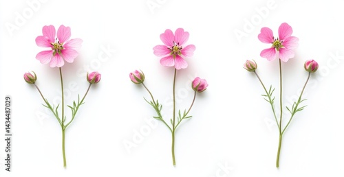 Wallpaper Mural Three pink flowers with buds on white background Torontodigital.ca